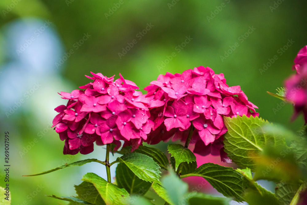 Fototapeta premium Beautiful red and pink color Hydrangea macrophylla flowers in the garden at early summer.