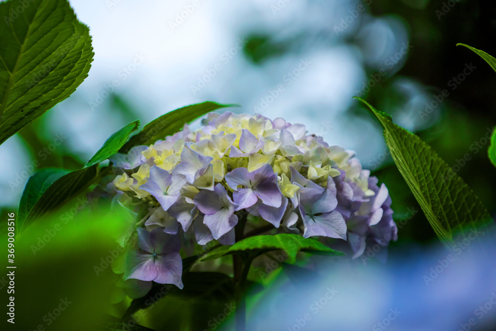Beautiful pink and red color Hydrangea macrophylla flowers in the garden at early summer. Beautiful pink and red color Hydrangea macrophylla flowers in the garden at early summer.