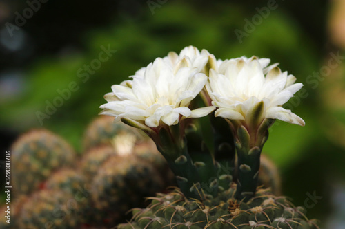 Blossomed chin cactus gymnocalicium  in the botanical garden photo