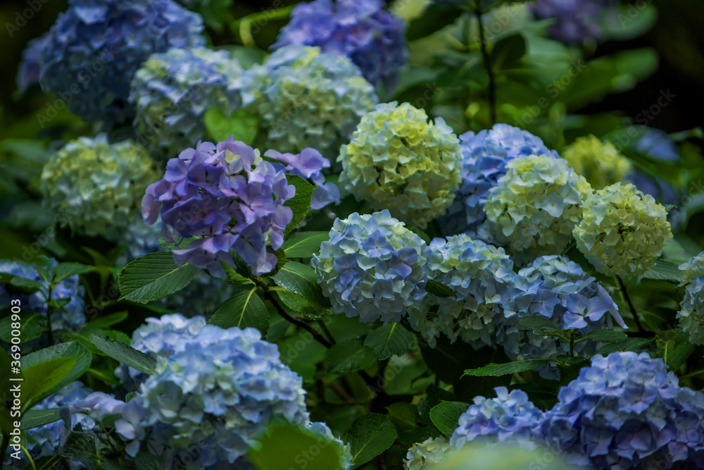Beautiful purple and blue color Hydrangea macrophylla serrsta flowers in the garden at early summer. Beautiful purple and blue color Hydrangea macrophylla serrsta flowers in the garden at early summer.