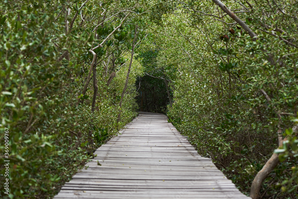 Wooden walkway in mangrove forest Wooden walkway in mangrove forest