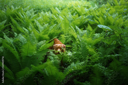 dog in the fern. Nova Scotia Duck Tolling Retriever in the forest. Tropics wood. pet in nature.  © annaav
