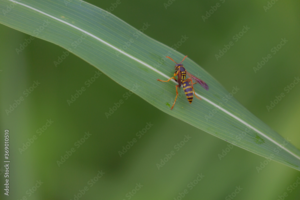 Naklejka premium キアシアシナガバチ