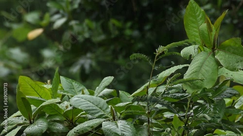 green plant in the garden in rain