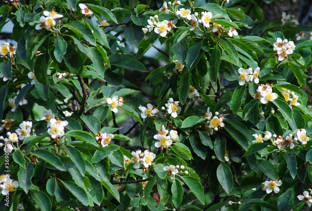 Fresh flower blooms in the tree during monsoon at Gangtok in Sikkim. Monsoon brings greenery everywhere in the world and gives tremendous pictorial views to capture. Fresh flower blooms in the tree during monsoon at Gangtok in Sikkim. Monsoon brings greenery everywhere in the world and gives tremendous pictorial views to capture.