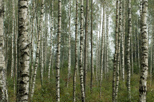 Birch forest during a foggy morning in autumn in Estonian nature, Northern Europe. 