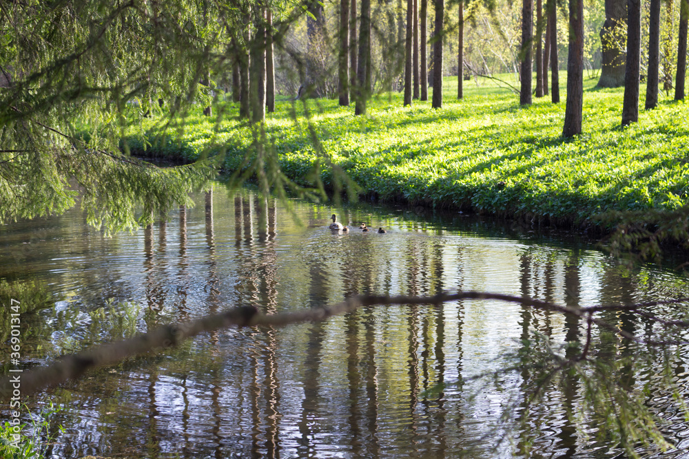 Fish channel in Catherine Park, where a duck with ducklings swims, trees are planted on both sides, which are reflected in the water of the channel.