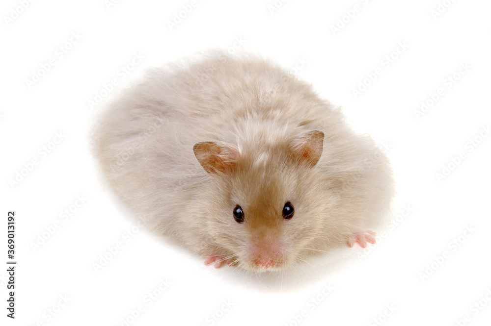 Hamster isolated on white background Hamster isolated on white background
