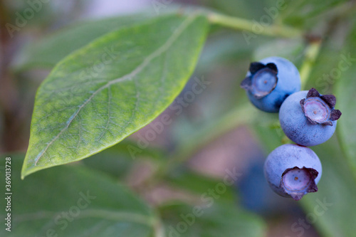 Fresh blueberries on green leaves background