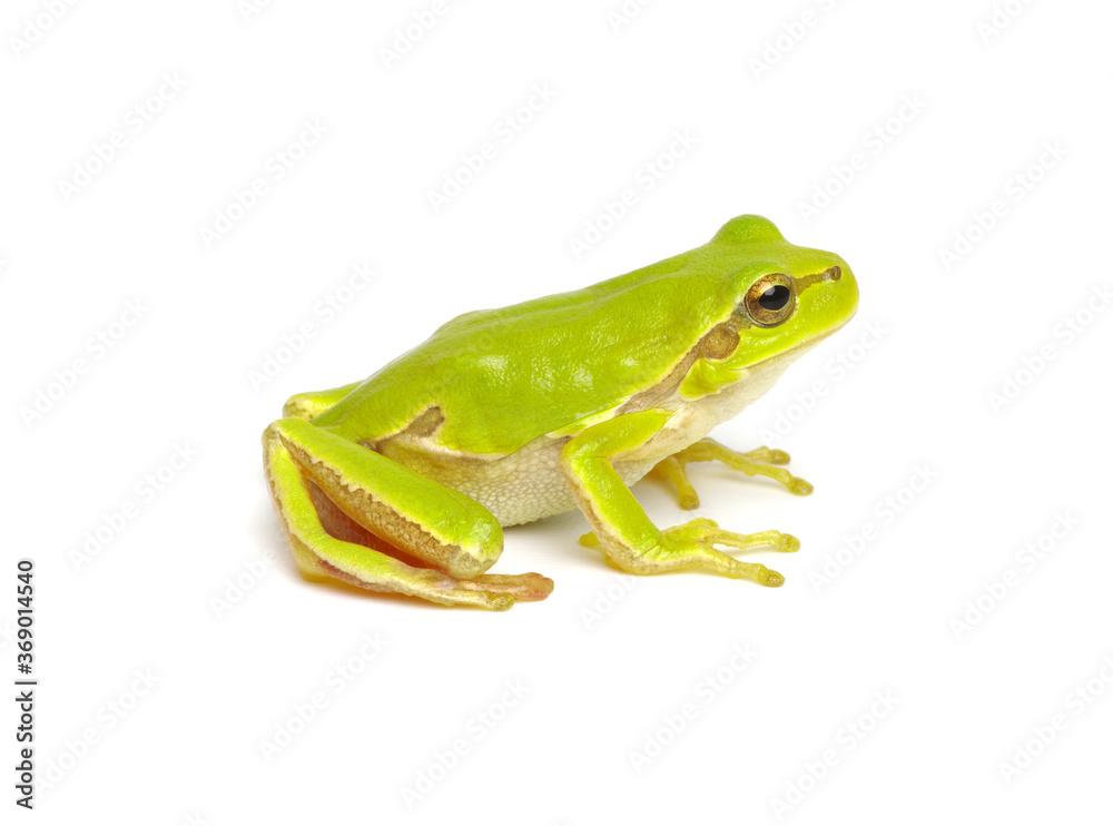 Green tree frog isolated on white Green tree frog isolated on white