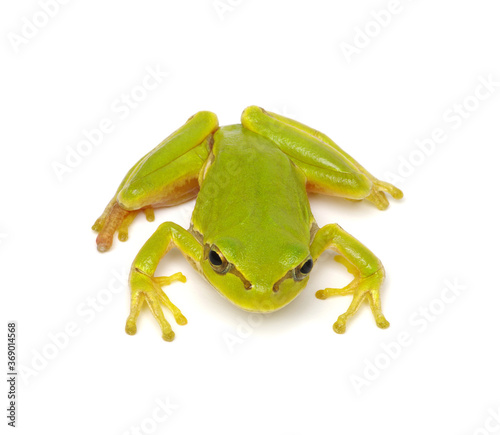 Green tree frog isolated on white