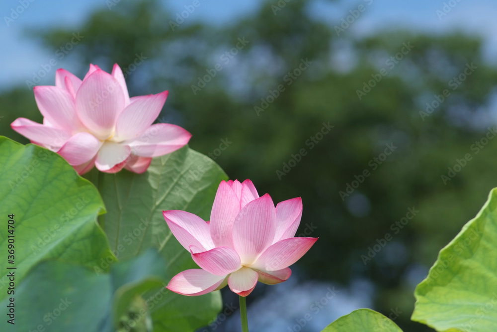 Fototapeta premium 夏の日差しに照らされる蓮