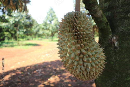 Fresh durian fruit on tree  Tropical of asian fruit.