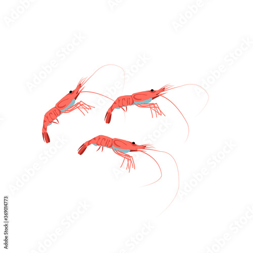 Fresh shrimps marine creatures set. Delicacy nutritious seafood. Restaurant menu, fish market design. Organic natural healthy vegetarian food cartoon vector illustration isolated on white background