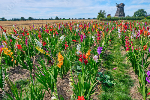 Billede på lærred Field of colored gladioli against a cloudy sky