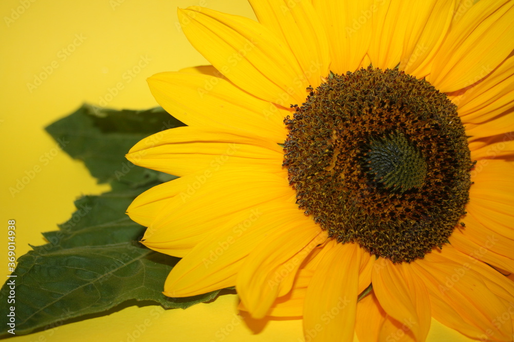 Obraz premium an incredible young sunflower on the yellow background