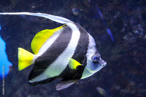 Fische im Riff und ihrer natürlichen Umgebung 