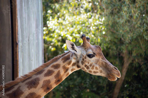 girafe dans un parc animalier