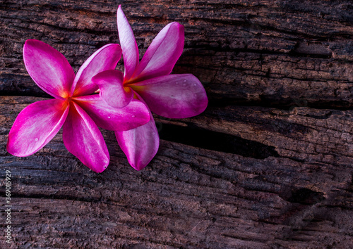 Copy space blossoming frangipanis flower on dark wooden background. Colorful in the color vintage. The romantic fragrance reminds of some times in Bali and Hawaii.