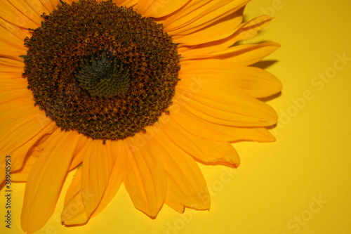 Fototapeta Naklejka Na Ścianę i Meble -  an incredible young sunflower on the yellow background