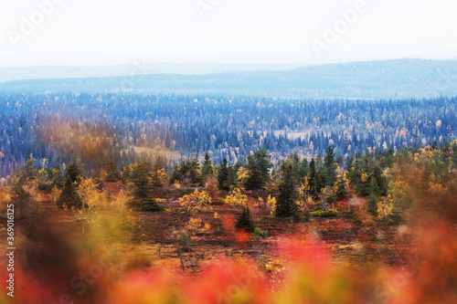 Riisitunturi National Park during colorful autumn foliage with some coniferous taiga forests and hills in the background, Finnish nature. 