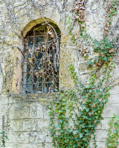 old arched window and ivy foliage on rough stone wall