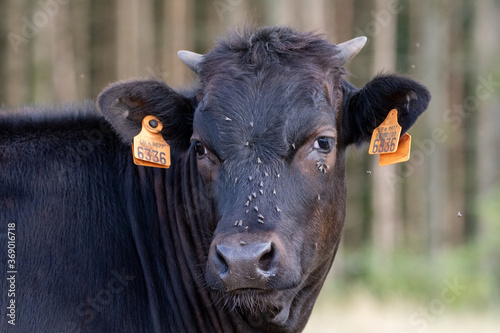 portrait of a black cow (crossing limousin with holstein), with flies on face