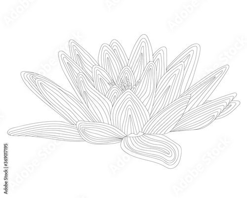 Black line exotic waterlily flower isolated on the white background