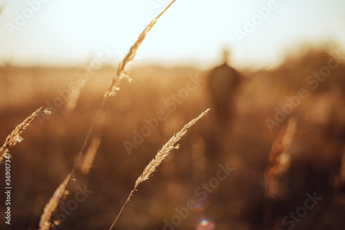 Blurred hunter's silhouette with golden spikelets it the sunset light