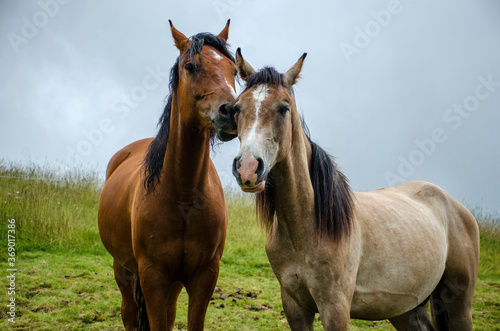 cavalli in libertà © Maddalena