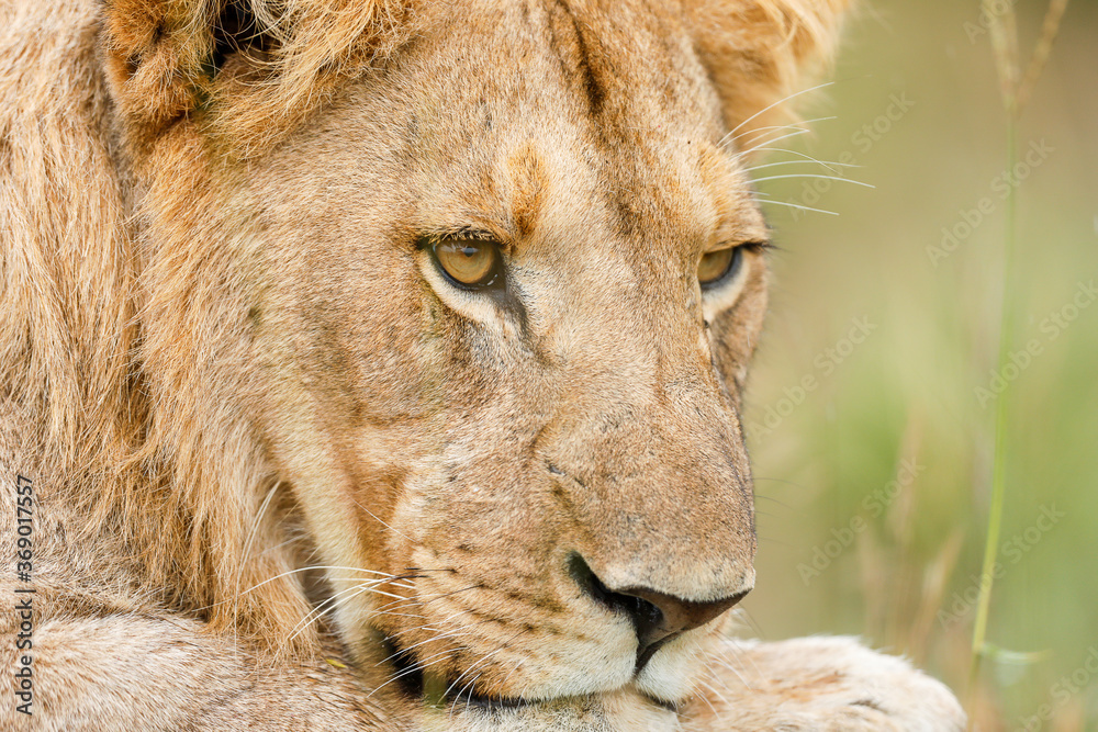 Fototapeta premium portrait of a lion