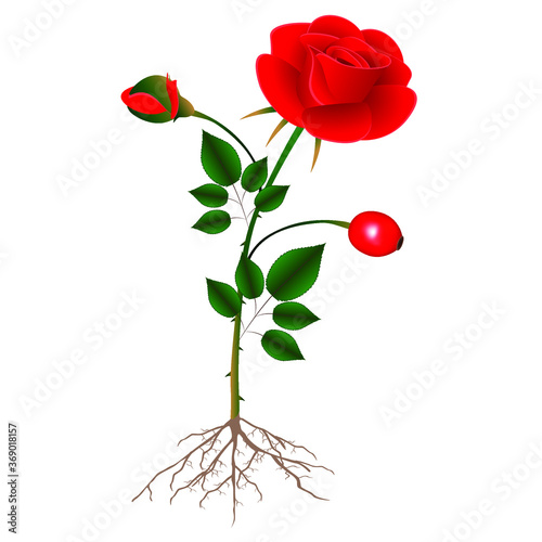 A rose plant on a white background.