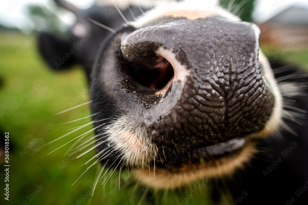 cow nose close-up very close