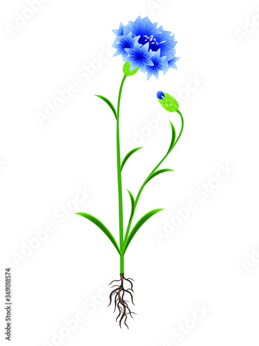 A blue cornflower plant on a white background.