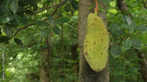 Jackfruit on a tree