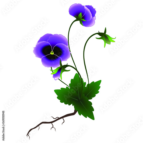 Violet plant on a white background.