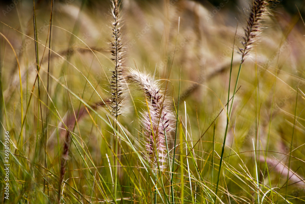 Fototapeta premium wheat field in summer wind