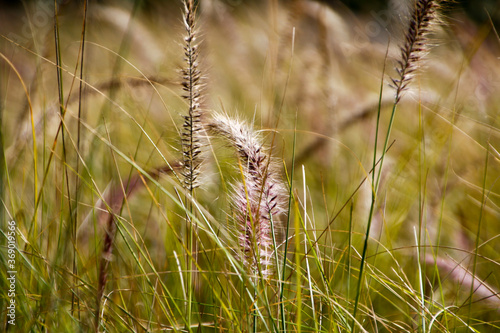wheat field in summer wind