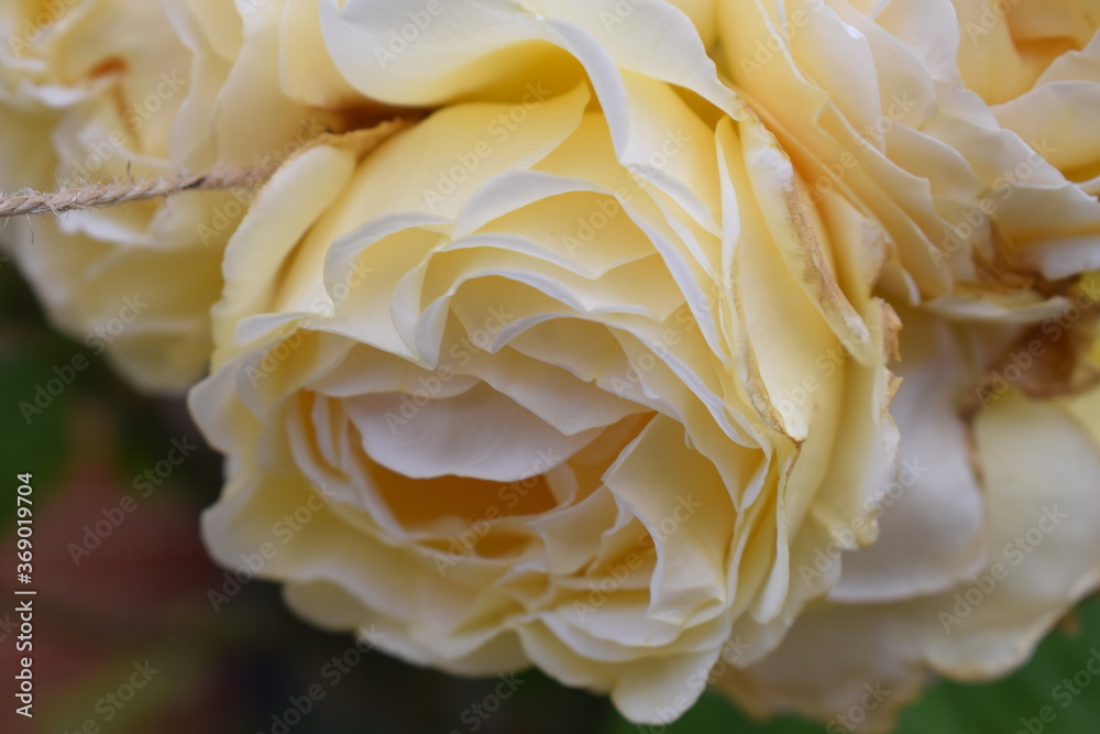 close up of yellow rose close up of yellow rose