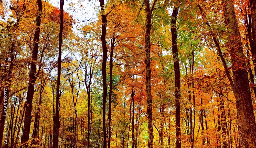 Fototapeta premium autumn in the forest