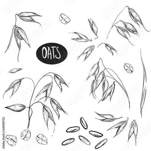 Detailed hand drawn black and white illustration set of oat, grain, oatmeal, leaf. sketch. Vector. Elements in graphic style label, card, sticker, menu, package.