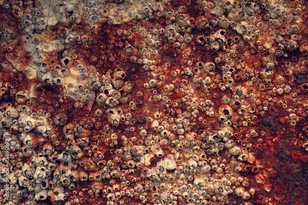 Abstract background, Rusty iron background With a Surface of Dead Shellfish. Abstract background, Rusty iron background With a Surface of Dead Shellfish.