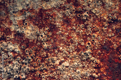 Abstract background, Rusty iron background With a Surface of Dead Shellfish.