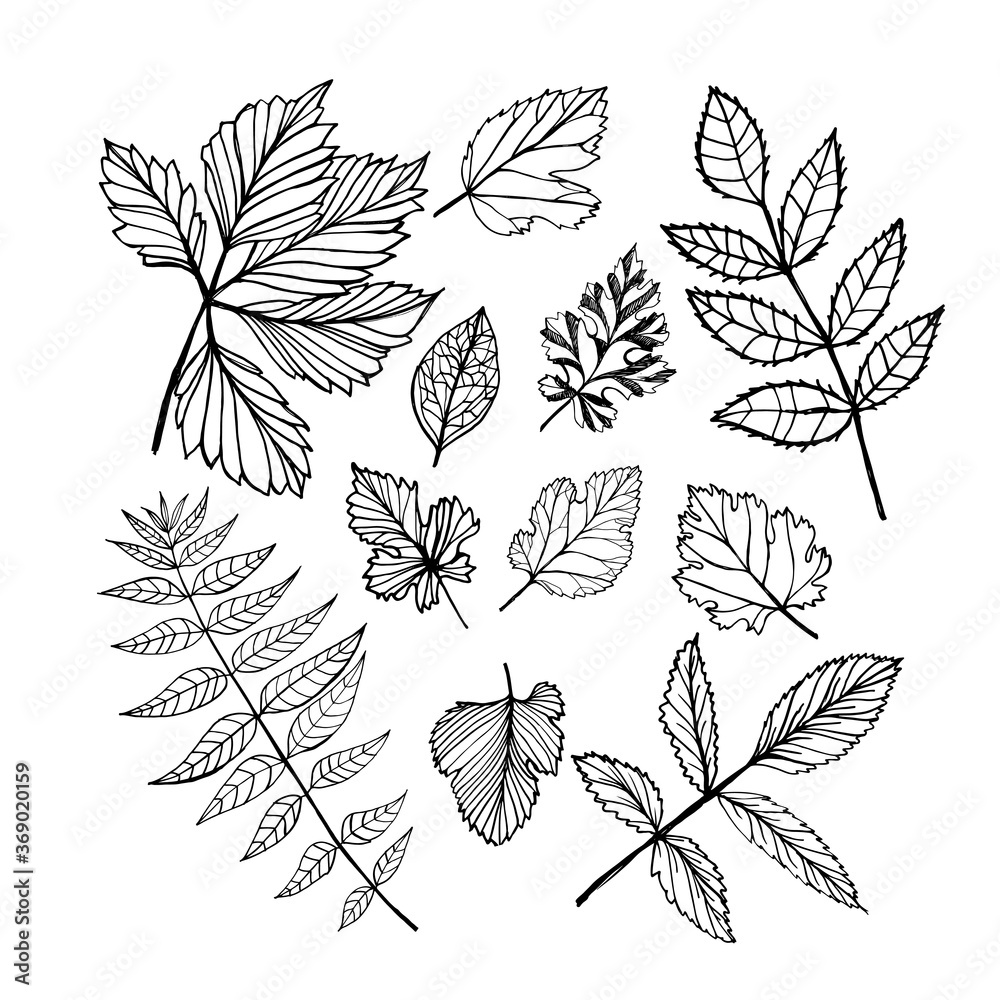 Vector set of leaves, collection of hand-drawn leaves. Isolated on white. Ink illustration. Hand drawn design elements.