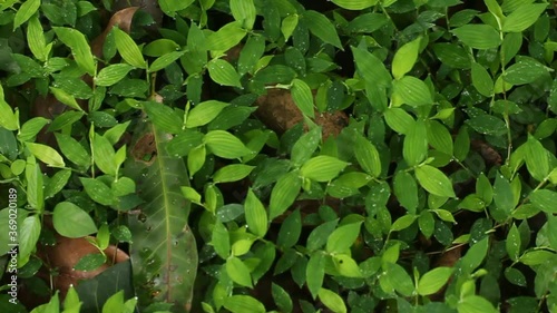 green leaves background