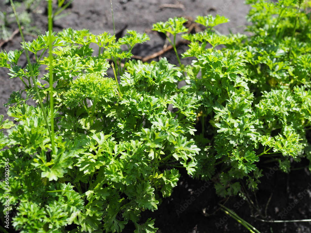 Obraz premium green growing curly parsley on a garden bed on a sunny day