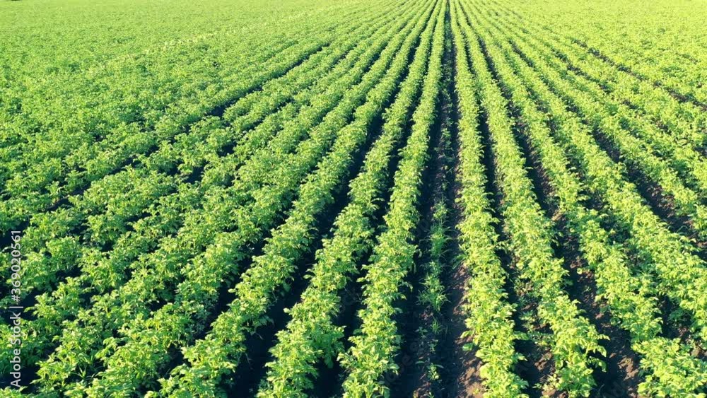 Green plants growing in lines in a massive field Green plants growing in lines in a massive field
