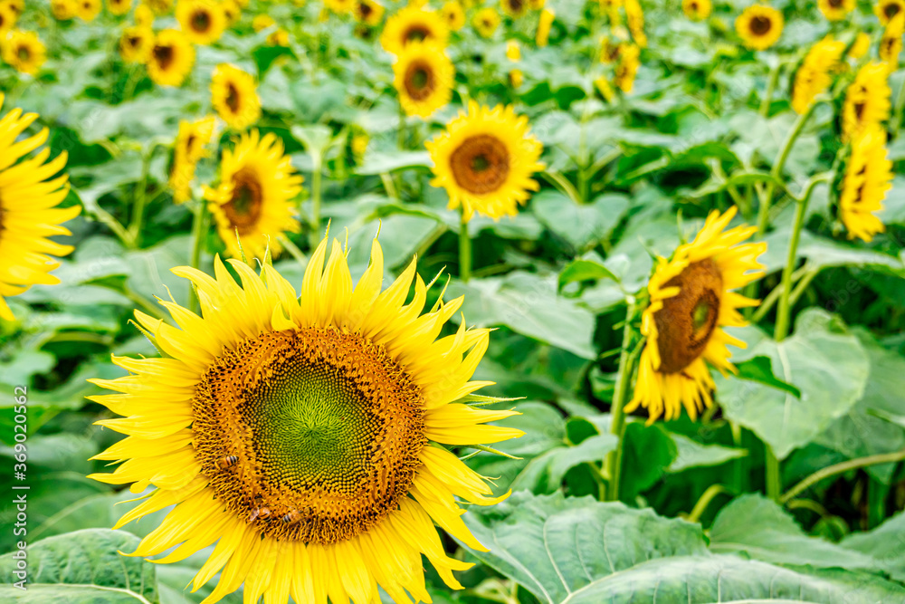 Naklejka premium 【真夏イメージ】群生するひまわり