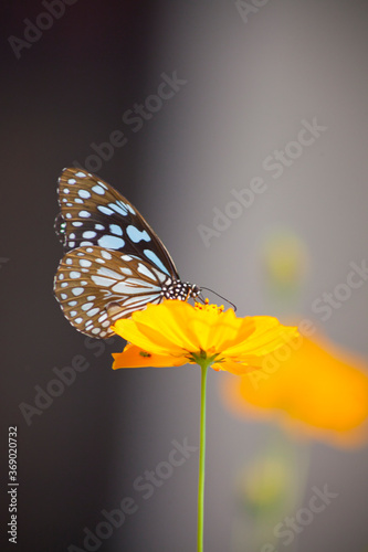 Big exotic blue butterfly on flowers photo