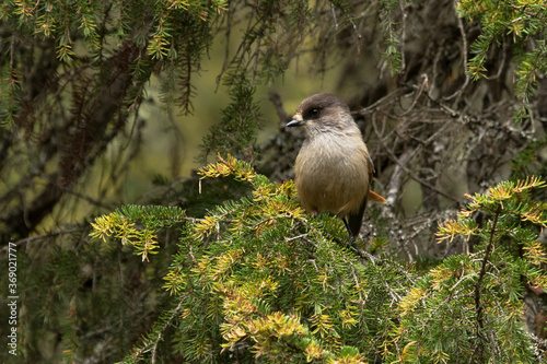 Cute European bird Siberian jay, Perisoreus infaustus, in autumnal taiga forest in Konttainen fell near Ruka, Kuusamo, Northern Finland.  photo